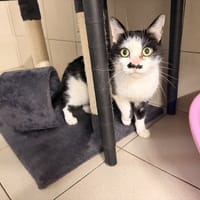 BARCAGGIO, chat à adopter