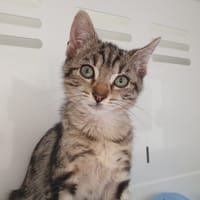 CARBONE CHA, chat à adopter