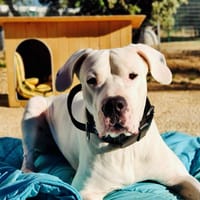 OREL, chien à adopter