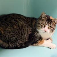 Onéa CAB4992, chatte à adopter