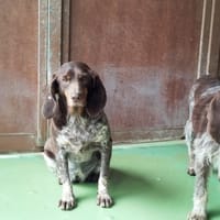 Lydia, chienne à adopter