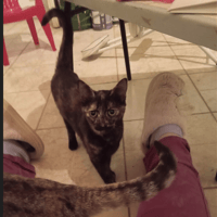 AMBRE, chatte à adopter