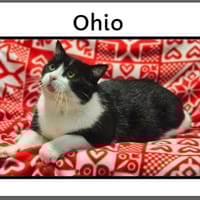 OHIO, chat à adopter