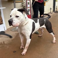 MASSAKY PAA24029, chien à adopter