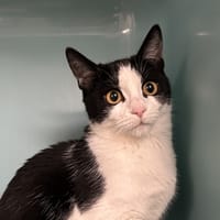 NANA, chatte à adopter