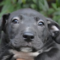 NAYA, chien à adopter