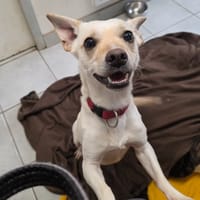 Arthur, chien à adopter