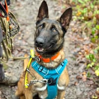 MOLLY OAA19905, chienne à adopter