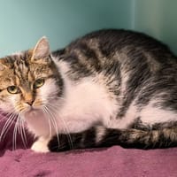 Simone CAB4993, chatte à adopter