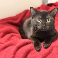 TOUCAN, chat à adopter