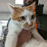 PLUTO, chat à adopter