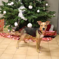 WOOMO HAA24679, chien à adopter