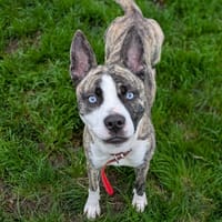 VALRHONA QCN (réservée), chienne à adopter