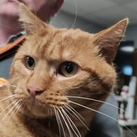 PELUCHON, chat à adopter