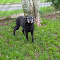 MELVA QCN, chienne à adopter