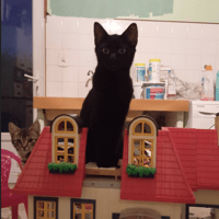 ZORRO, chat à adopter