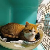 KINDER QCT, chat à adopter