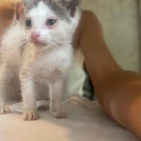 ASTRA, chatte à adopter