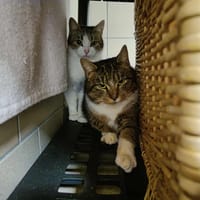 MALTESERS QCT, chat à adopter