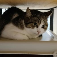 GRANOLA QCT, chatte à adopter