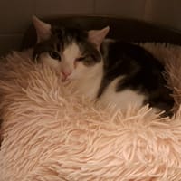 REGLISSE, chat à adopter