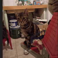 ALASKA, chat à adopter