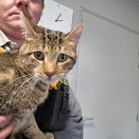 MICKEY, chat à adopter