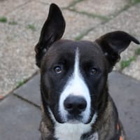 Jack, chien à adopter