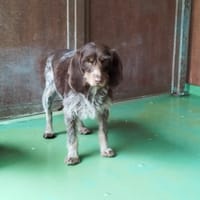 SERENA, chienne à adopter