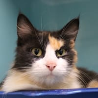 Kansas, chatte à adopter