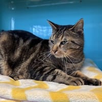 NOOPY, chat à adopter