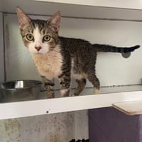 DJ CAT, chat à adopter