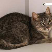 SOURIS, chatte à adopter