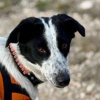 AIKO, chienne à adopter