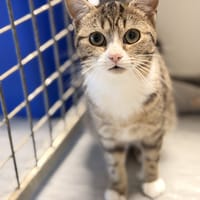 ARA, chatte à adopter