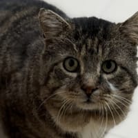 Léo CAB4994, chat à adopter