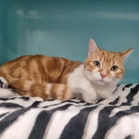 MIMI, chat à adopter