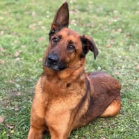 Talya CAA14455, chienne à adopter