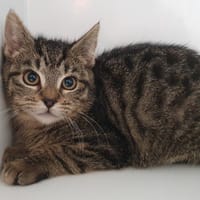 YOPLAIT CHA, chatte à adopter