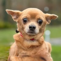 Moumousse CAA14473, chien à adopter