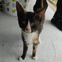 VIOLETTE, chatte à adopter