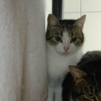 BELVITA QCT, chatte à adopter