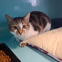 CHAMAL, chat à adopter