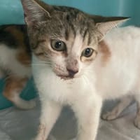 DOJA CAT, chatte à adopter