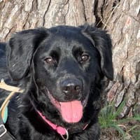 VICKY, chienne à adopter