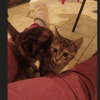 PERLE, chatte à adopter