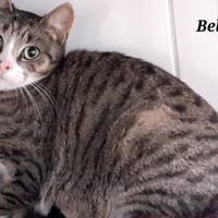 BELLA, chatte à adopter