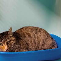 CADBURY QCT, chatte à adopter