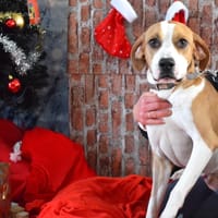 ALDO, chien à adopter