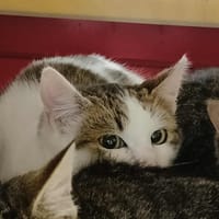 LU QCT, chat à adopter